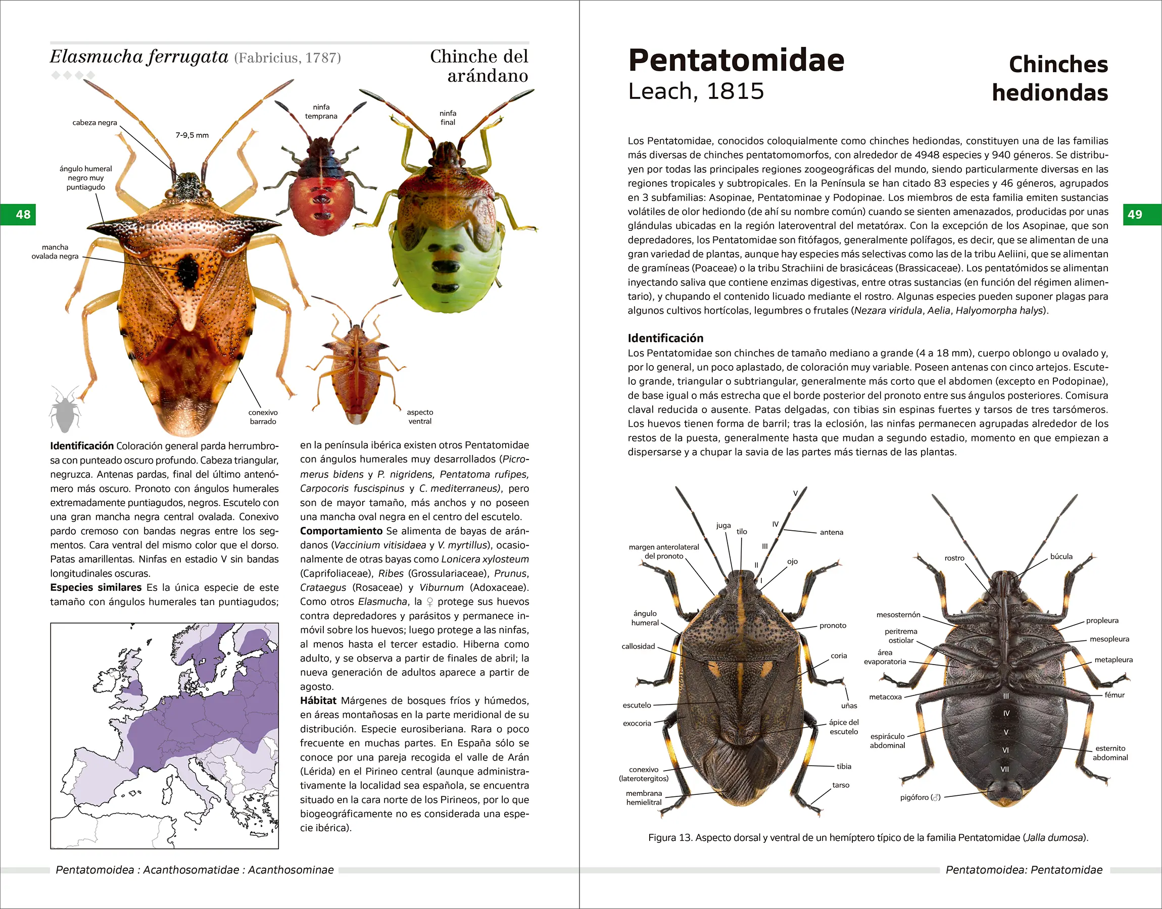 Chinches pentatomomorfas de la península ibérica - Imatge 6