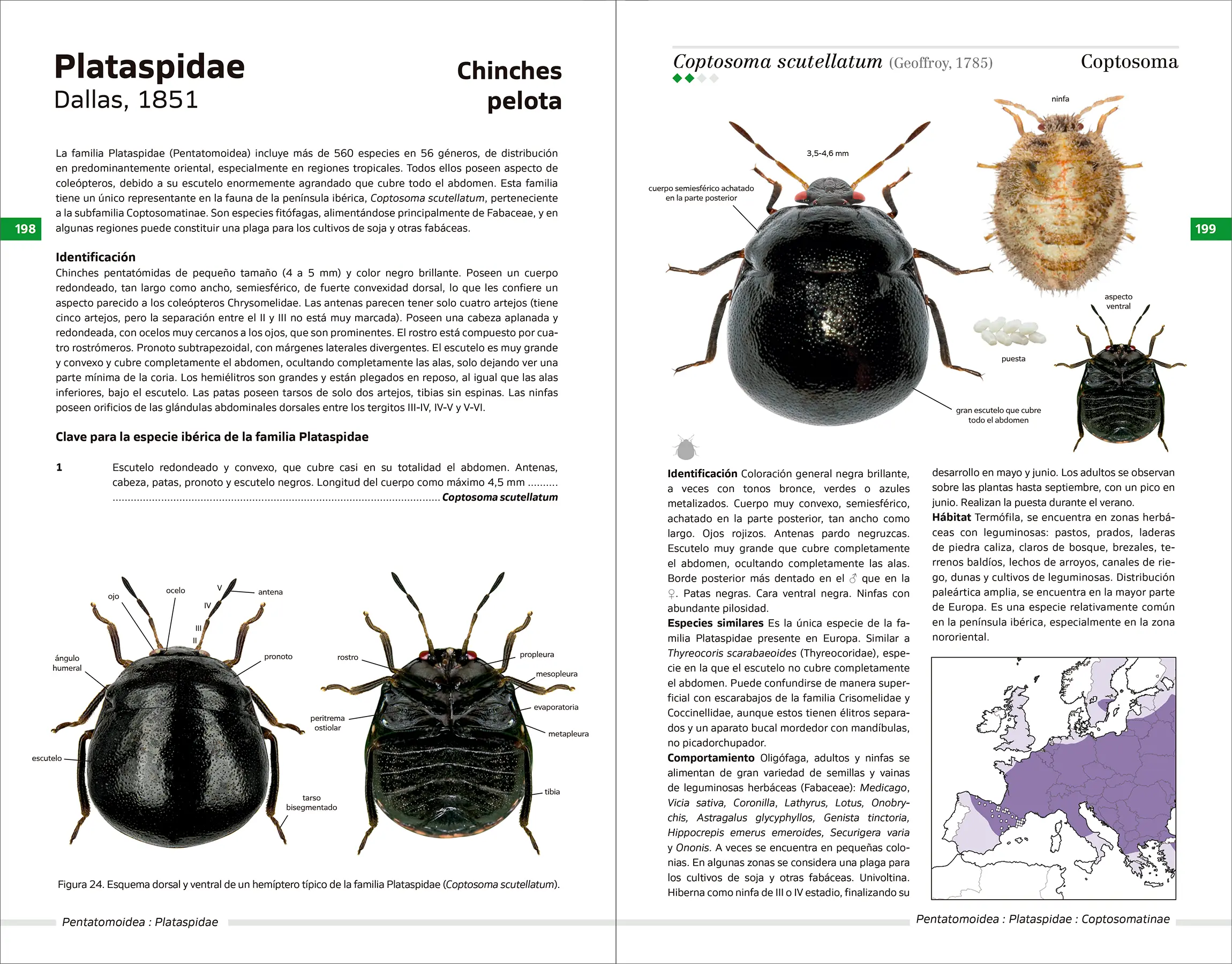 Chinches pentatomomorfas de la península ibérica - Imatge 8