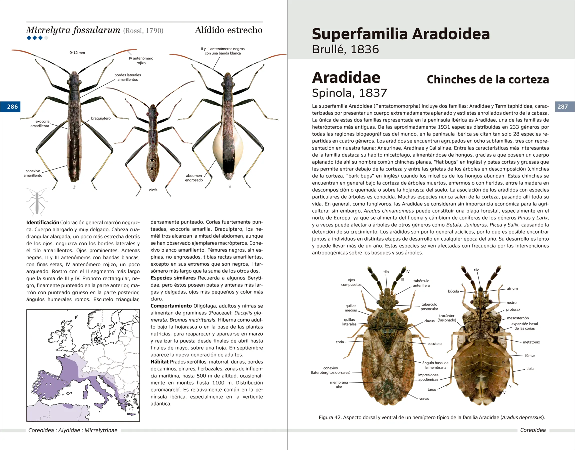 Chinches pentatomomorfas de la península ibérica - Imatge 10